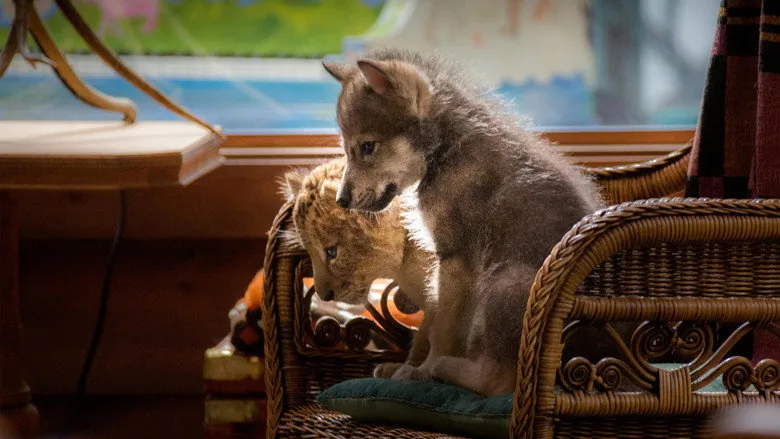 The Wolf and the Lion sahne 2