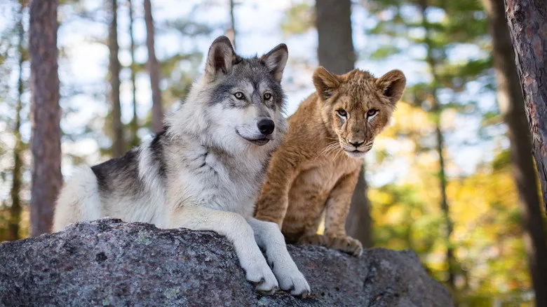 The Wolf and the Lion sahne 6